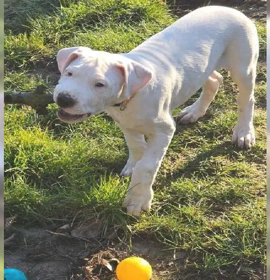 Dogo Argentino Welpen vom Züchter