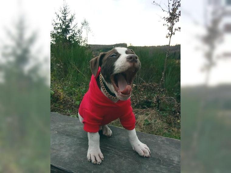 American Bulldog Welpe abzugeben