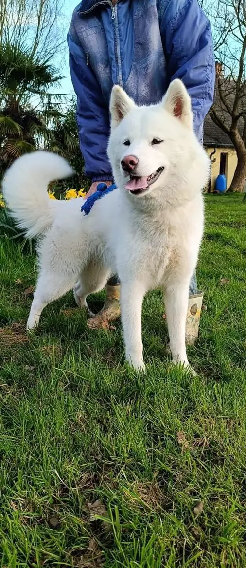 Akita Inu x Malamute mix Hündin, 1-jährig zu vermitteln