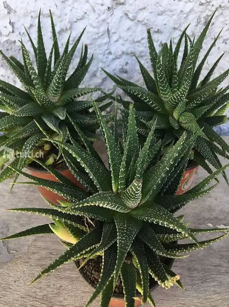 Haworthiopsis attenuata var. Radula bald blühend