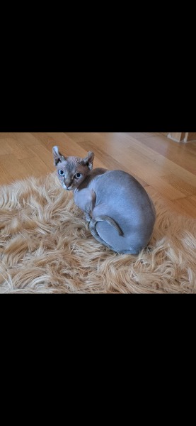 Sphinx Weibchen