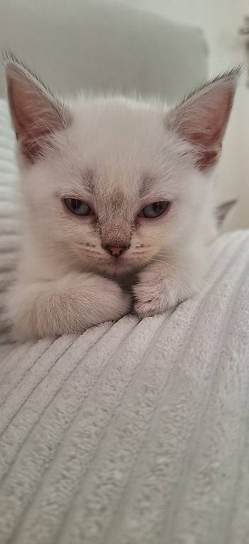 BKH reinrassig kitten