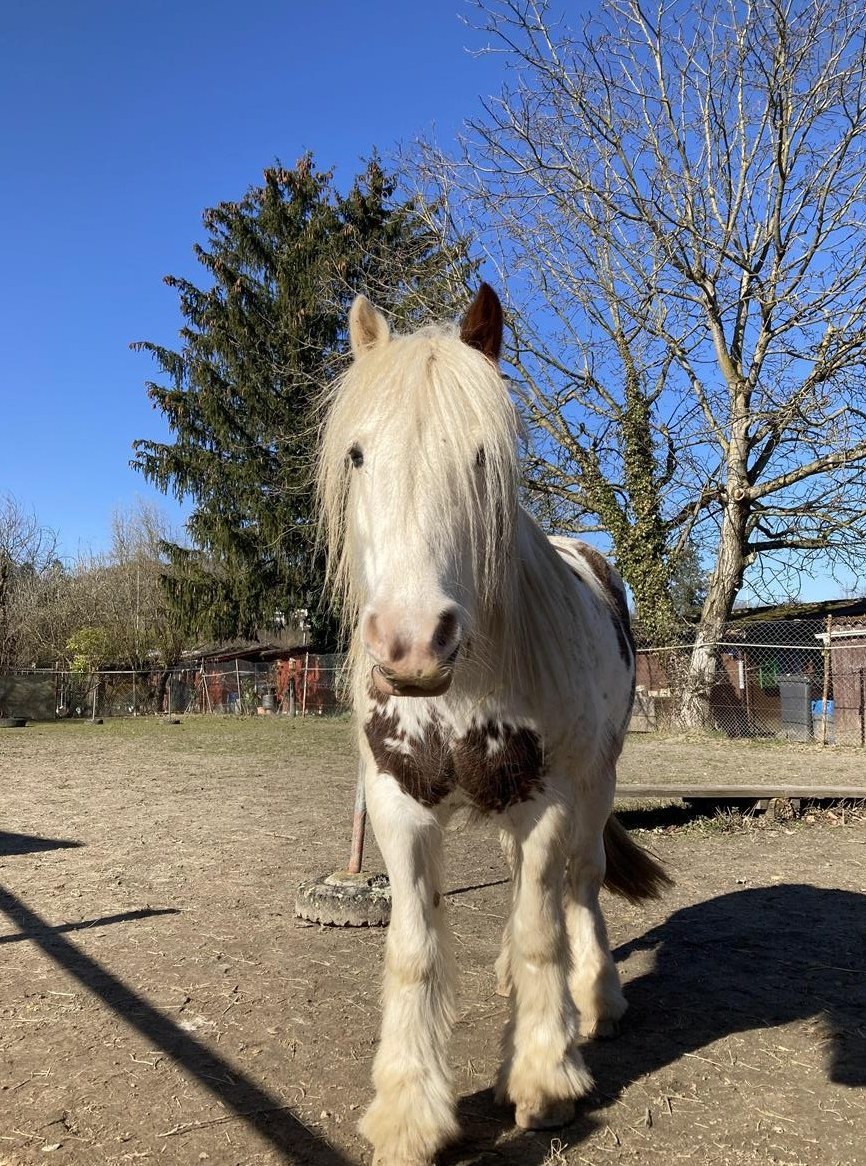 Reitbeteiligung auf Tinkerstute in Riehen BS