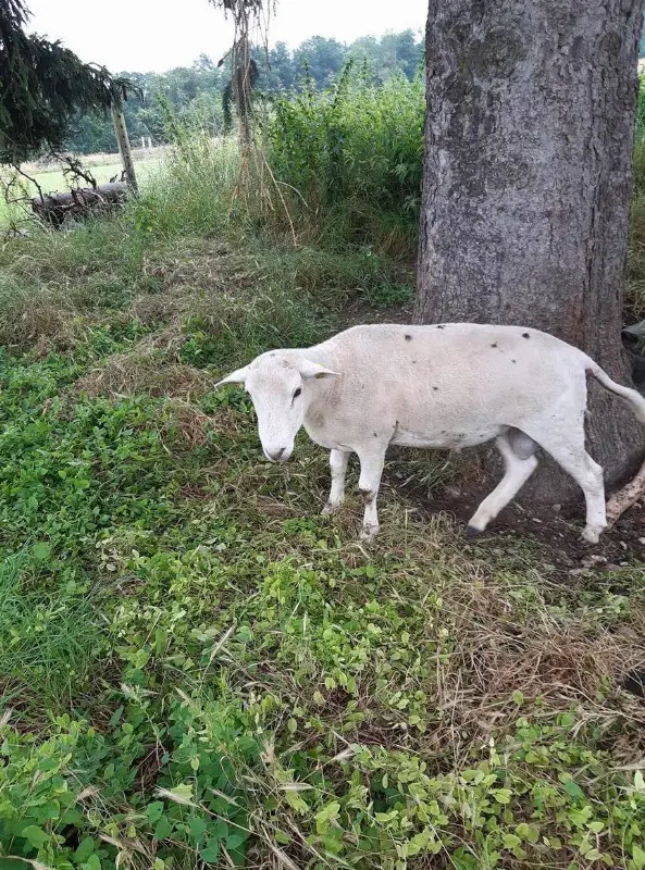 Nolana Schafbock 1.5-jährig zu verkaufen