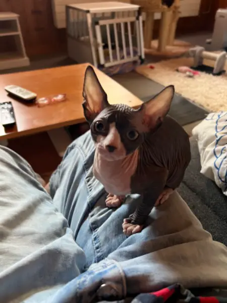 Sie möchten eine Nacktkatze kaufen? Hier ist unser Sphynxkater