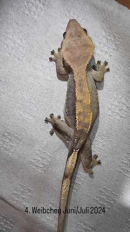 Kronengecko Crested gecko
