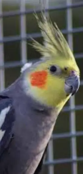 Nymphensittiche naturfarben abzugeben