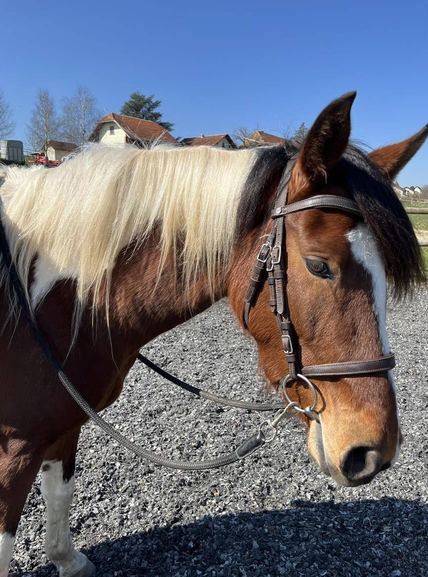 Tolles Freizeitpferd, Mangalarga Marchador zu verkaufen