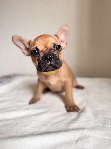 Französische Bulldogge Welpen mit Ahnentafeln
