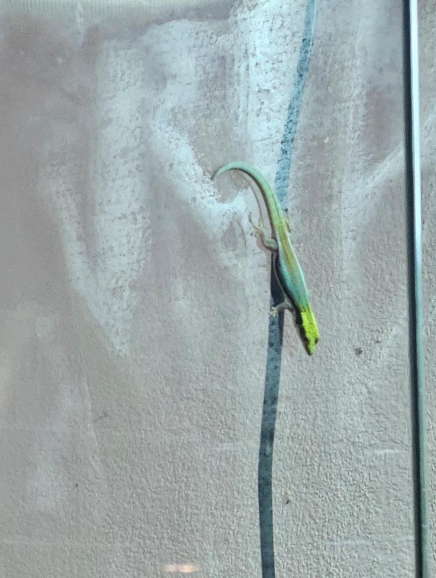 Bambus Taggecko Weibchen + Männchen mit Terrarium