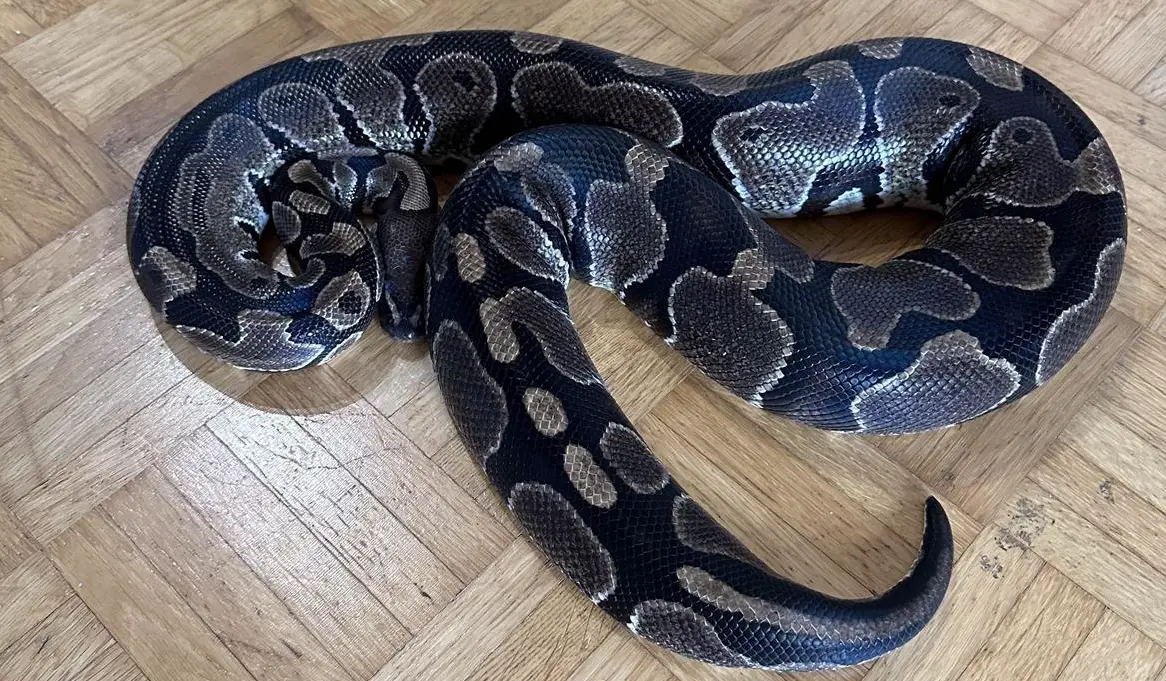 Python regius Classic Weibchen