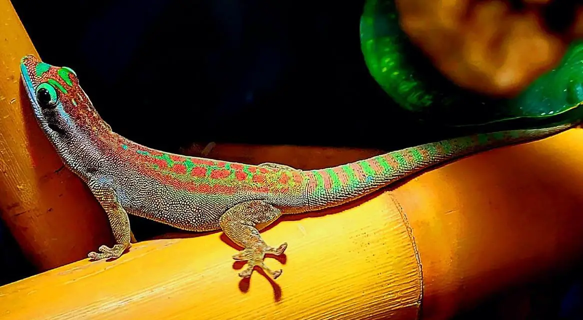 Ornament Taggecko Jungtiere, Phelsuma ornata