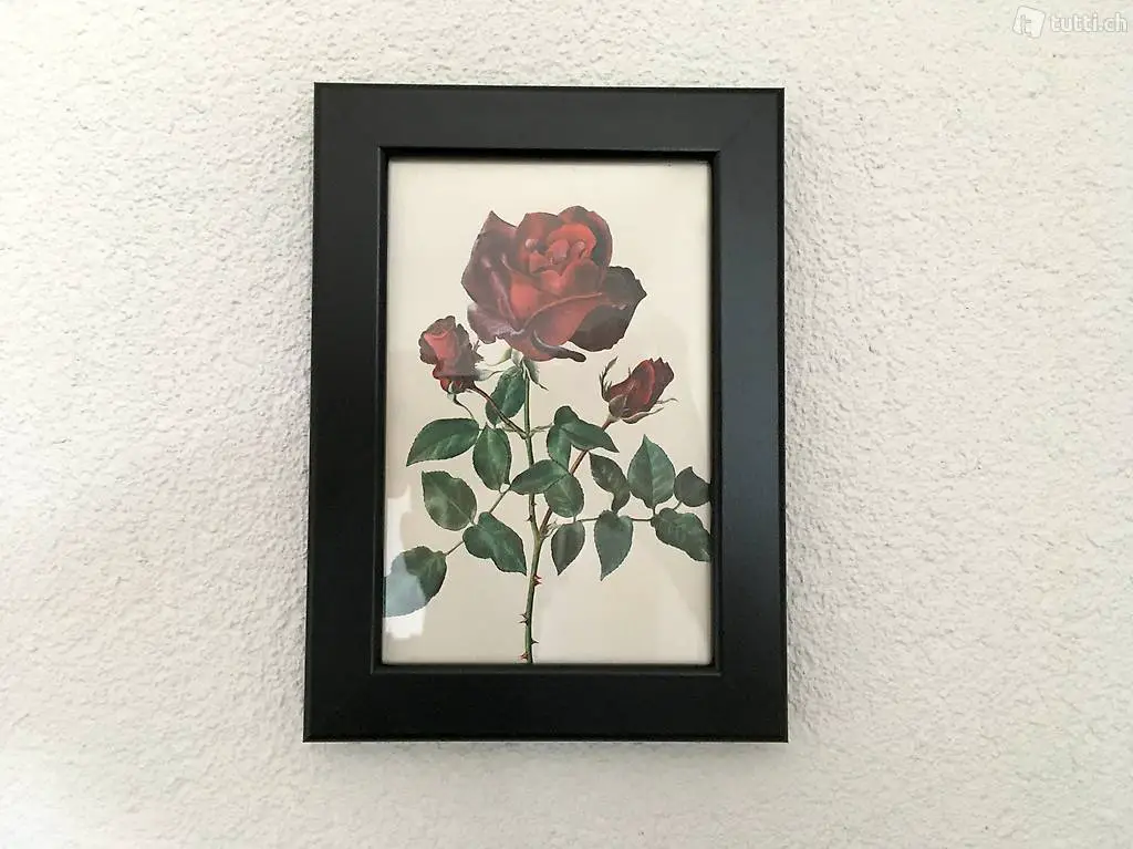 Vintage Rosen Bild #1