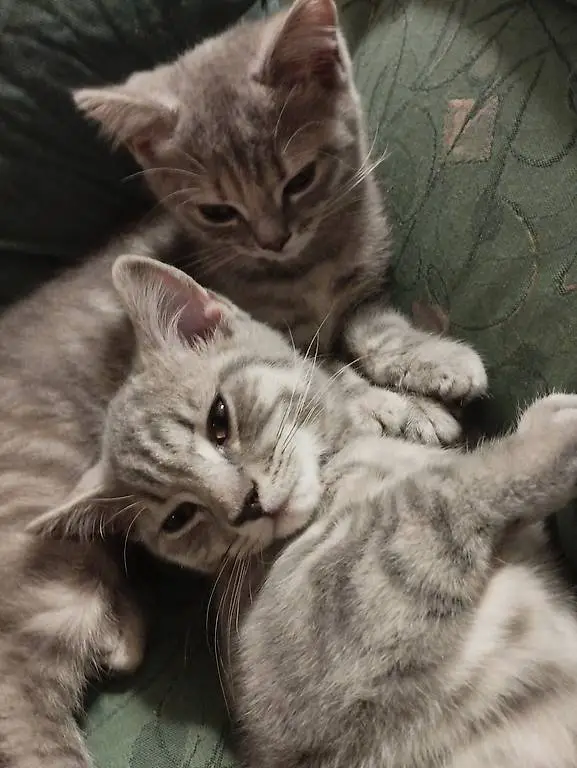 Schöne BKH Mix Kitten fast Selkirk Rex