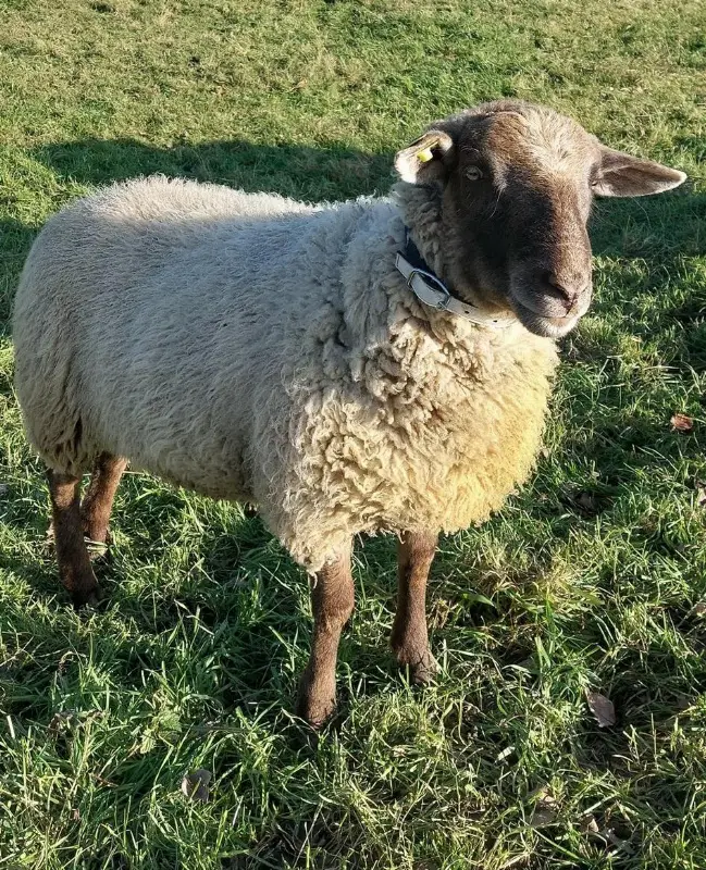 Schafbock Texel/Spiegelschaf Mischling