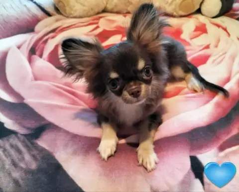 Chihuahua mit Stammbaum