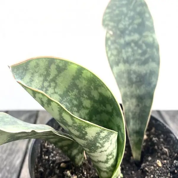Sansevieria masoniana Mason"s Congo I