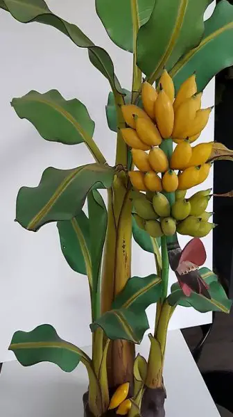 Bananenbaum aus Holz geschnitzt