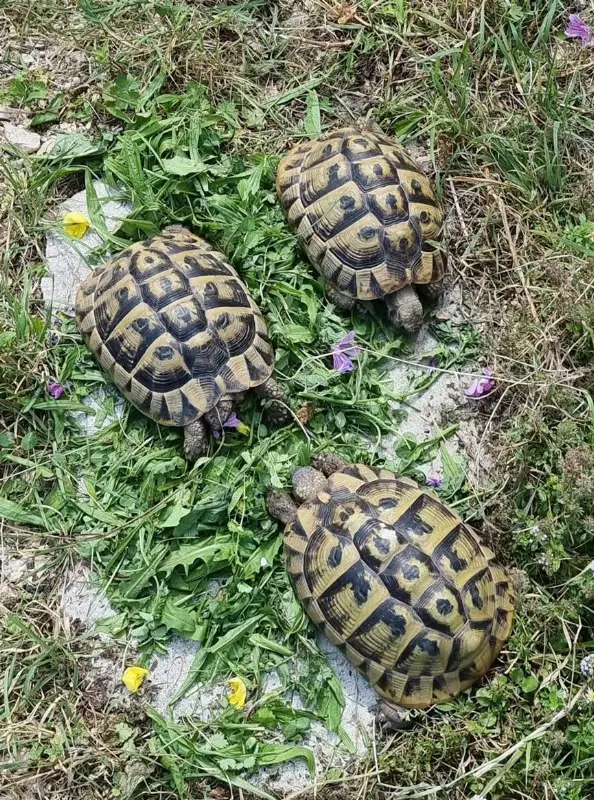 Griechische Landschildkröten Weibchen zu verkaufen