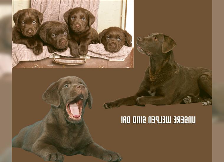 Reinrassige Labrador Welpen mit Ahnentafel 1 Rüde und eine Hündin sind noch frei.