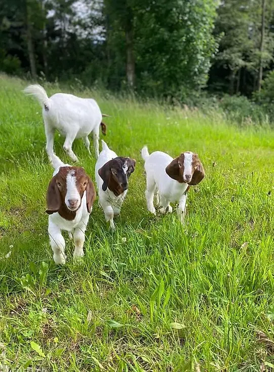2 junge Burenziegen Böcke zu verkaufen