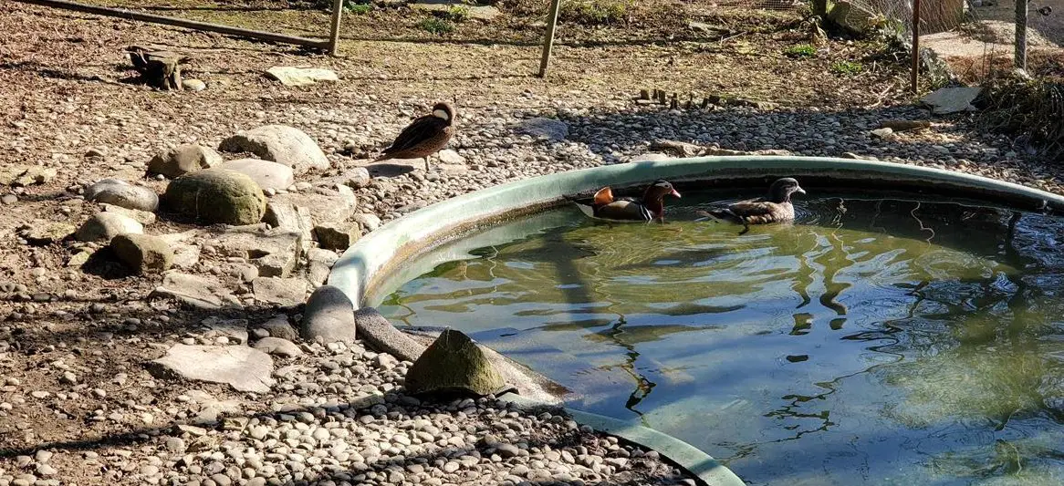 Mandarinenten und Bahama Ente abzugeben