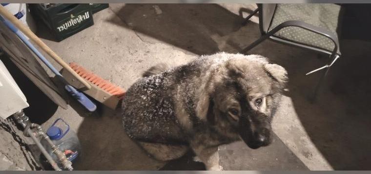 Kaukasischer Owtscharka