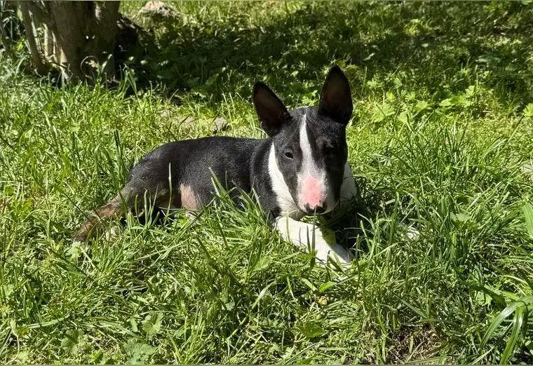 Miniature Bullterrier Welpe