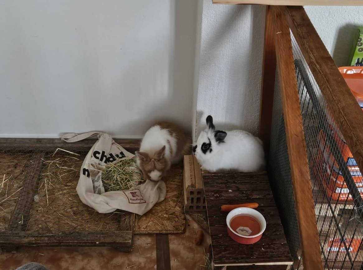 2 Löwenköpfchen Männchen kastriert und Weibchen
