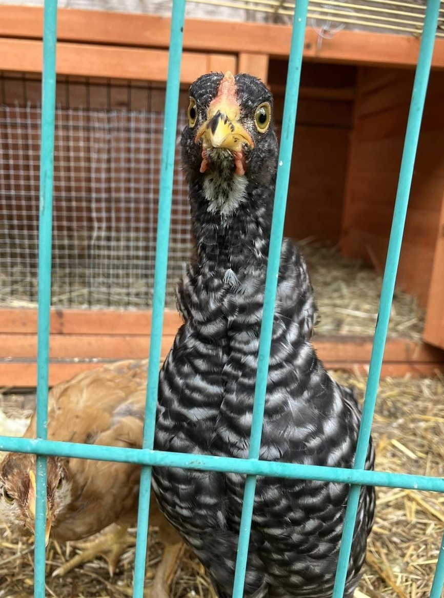 Brahma-Mix Junghahn sucht Hühnerschar