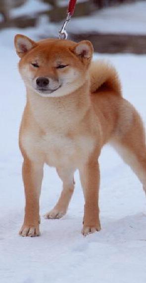 Wir suchen ein tolles Zuhause für eine junge Shiba Inu-Hündin namens Gekkou.
