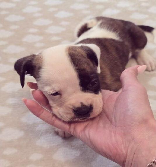 Wunderschöne Boxerwelpen