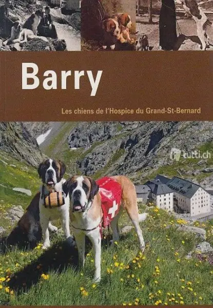Barry, les chiens de l´hospice du Grand-St-Bernard