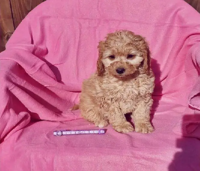 Medium F1b Labradoodle Welpen abzugeben