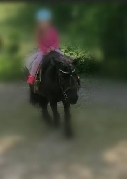 Reitbeteiligung/ Reitsunden auf Isländer und Shetty