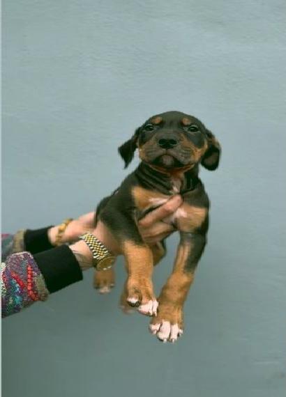 Sehr vielversprechend American Bully Welpen in luxuriösen Farben sind geboren / ABKC / VOM ZÜCHTER *