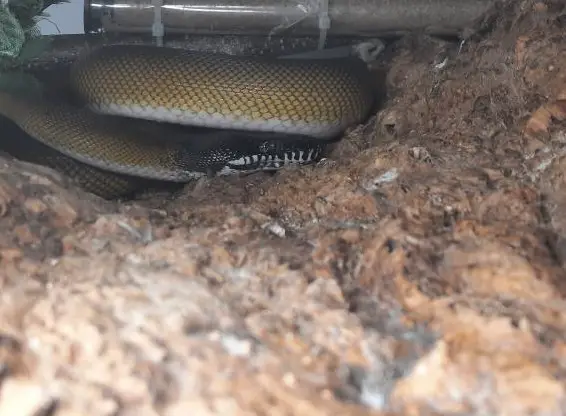 0.0.1 Weisslippenpython pos. het Albino zu verkaufen