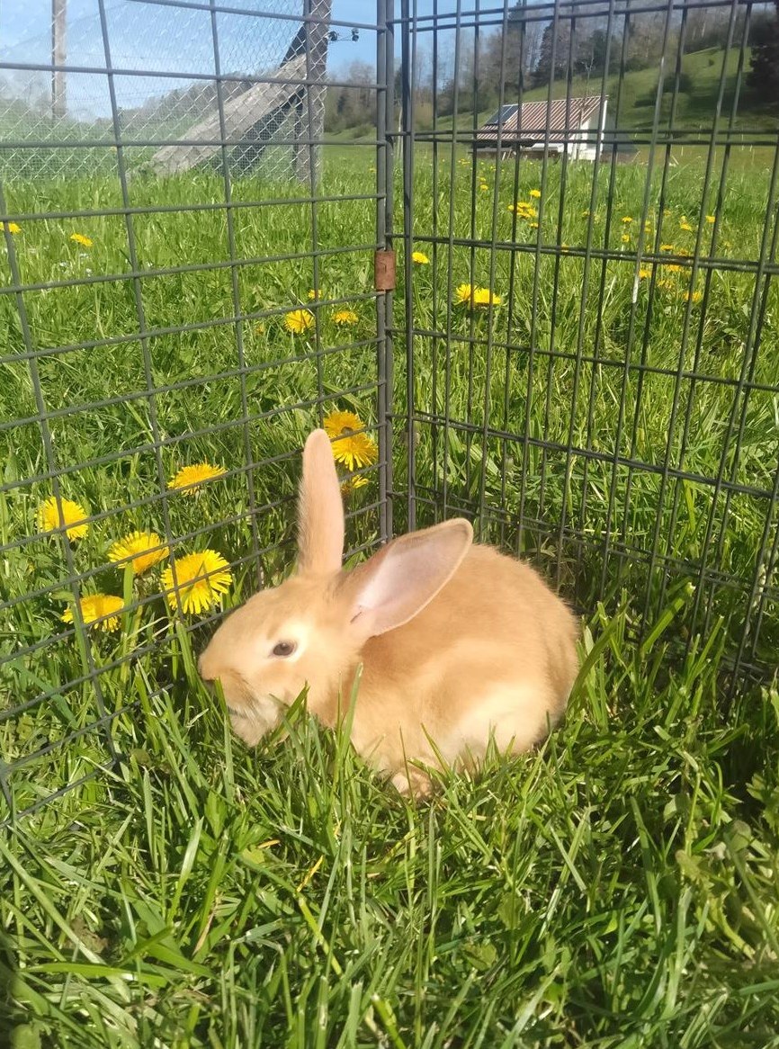 Burgunder Mischling Kaninchen zu verkaufen