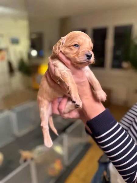 4 liebe Cavapoo Rüden suchen ein Zuhause