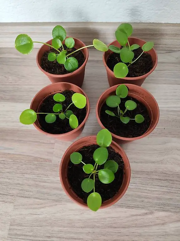 Pilea peperomioides Pflanze verkaufen