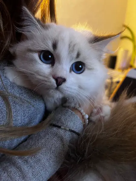 Wurfankündigung 2026