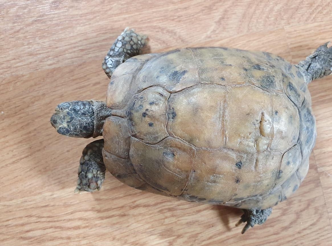 Maurische Landschildkröte weiblich, Unterart Terrestris