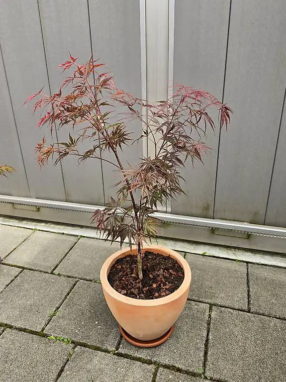 Japanischer Ahorn Garnet im Topf - Roter Fächerahorn