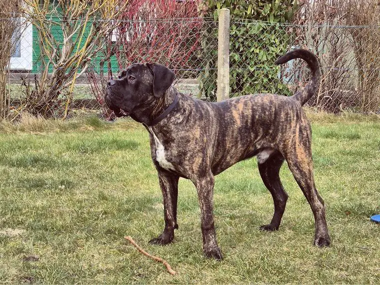 Cane Corso Junghund (mit FCI Ahnentafel) abzugeben