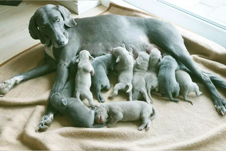 Weimaraner Welpen an liebevolle Hände abzugeben