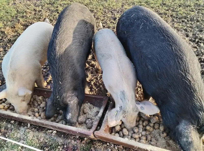 Alpenschwein weiblich zu verkaufen