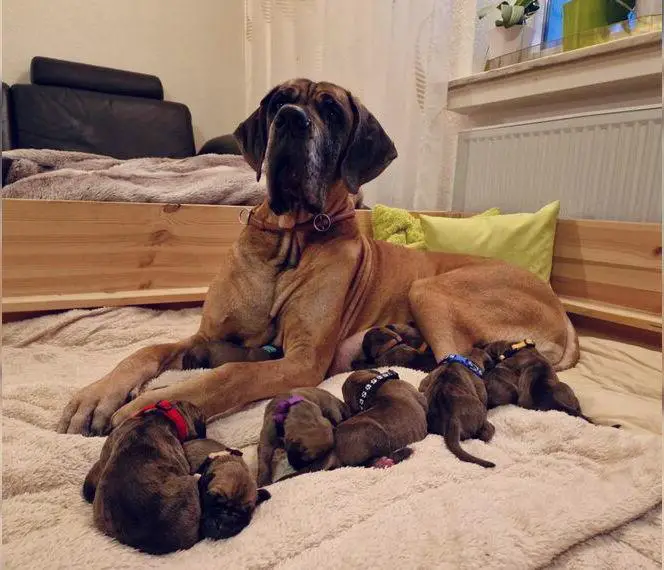 Deutsche Doggen von der Horst