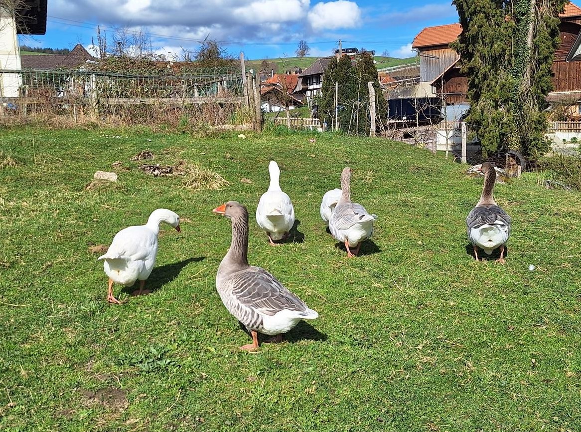 2 junge Gänse Damen grau-weiss zu verkaufen