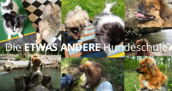 die etwas andere hundeschule