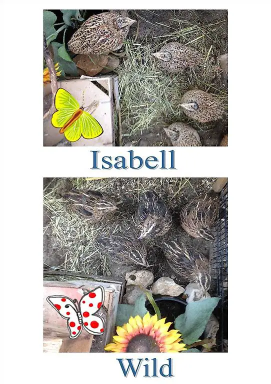 Legewachteln in verschiedenen Farbschlägen